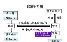 科普下无机盐磷的代谢与调节是什么