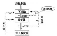 介绍下下丘脑-垂体-肾上腺皮质轴功能检测及动态功能试验