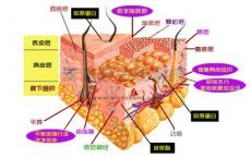 介绍下Ⅲ型前胶原与Ⅳ型胶原测定的临床意义是什么