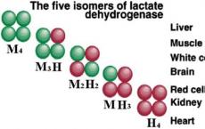 介绍下什么是乳酸脱氢酶及其同工酶（LD）