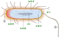 介绍下细菌的基本结构与特殊结构随手练