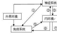 科普下甲状腺激素的分泌与运输是什么