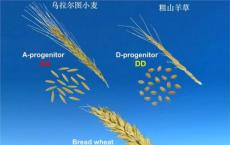 国际团队对硬粒小麦基因组进行解码