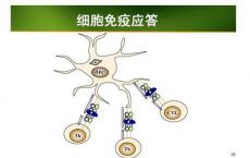 科普下检验主管技师每日一练：免疫应答反应