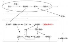 介绍下糖代谢异常和脂代谢异常的检查是什么