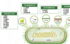 介绍下抗生素的作用原理是什么