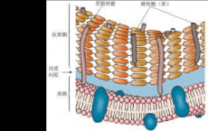 科普下革兰阳性菌与阴性菌细胞壁结构比较