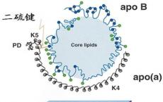 科普下脂蛋白（a）[Lp（a）]测定的临床意义是什么