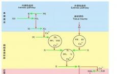 科普下血液凝固机制考点汇总有哪些