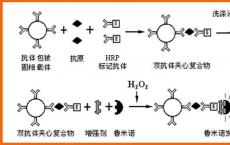 介绍下酶免疫技术常用的底物知识点有哪些