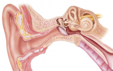 研究人员发现内耳中的一小块薄膜可以控制听力过程