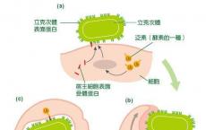 科普下立克次体主要的共同特征有哪些