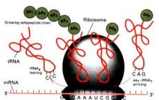 研究发现了核糖体30S亚基的自我合成和组装