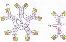 介绍下血小板相关免疫球蛋白测定的临床意义是什么