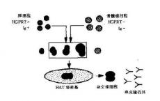 科普下杂交瘤技术的基本原理是什么