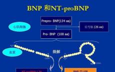 介绍下钠尿肽的主要生理作用是什么