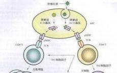 介绍下肿瘤免疫的逃避机制是什么