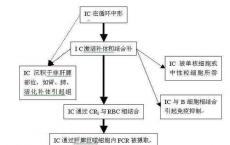 科普下免疫复合物的形成原因有哪些