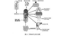 科普下药物体内运转的基本过程中药物是如何吸收的呢