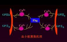 科普下血小板聚集试验的原理是什么