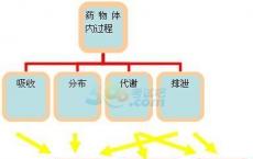 科普下药物体内运转的基本过程中影响药物分布的因素有哪