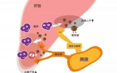 介绍下肝脏生物转化作用的特点是怎样的