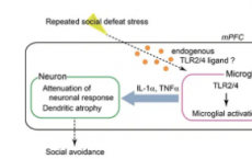 神经炎症在压力诱发的抑郁症中起着出乎意料的重要作用