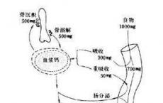 科普下钙、磷、镁的代谢及调节知识点有哪些