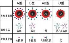 科普下ABO血型抗原知识点总结有哪些