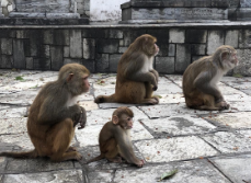 研究人员发现野生生物灭绝和环境之间的联系