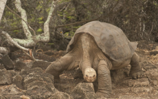 在死亡中Lonesome George揭示了为什么巨龟活得这么久