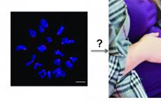 科学家的新模式可能导致更多提高生育率的方法