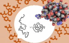 科学家发现生物学的最佳分子字母表可能是预先确定的