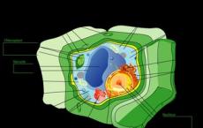 植物细胞继承了从母细胞向上和何处下降的知识