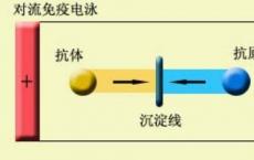 科普下交叉免疫电泳是什么