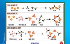 介绍下间接凝集反应的应用有哪些