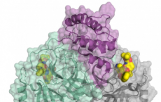 研究人员发现蛋白质的功能与其3D结构密切相关
