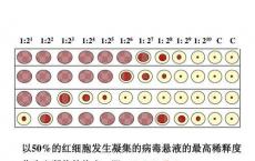 介绍下间接血凝试验是什么