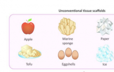 使用非传统材料如冰和蛋壳作为生长组织的支架