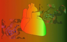 科学家发现5-羟色胺受体对于更好的药物至关重要