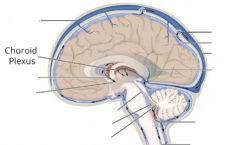 为什么脉络膜丛中这种抗衰老蛋白的水平如此高
