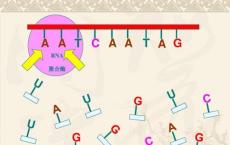 研究人员开发了一种首创的方法 用于研究体内转录驱动