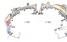 掌握运动后小鼠可能会​​停止依赖初级运动皮层