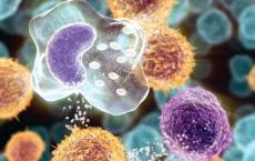CAR T细胞疗法有望在急性髓细胞白血病中发挥作用