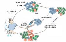 重新用途的药物可能会打开更多干细胞移植的大门