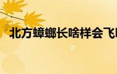 北方蟑螂长啥样会飞吗（北方蟑螂长啥样）