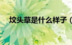 坟头草是什么样子（坟头草是什么意思）