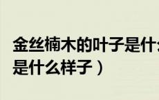 金丝楠木的叶子是什么形状（金丝楠木的叶子是什么样子）