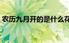 农历九月开的是什么花（农历九月开什么花）