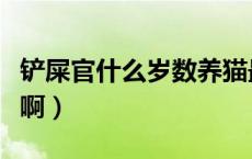 铲屎官什么岁数养猫最合适（铲屎官什么意思啊）